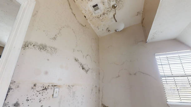 Mold Remediation Services in Laguna Niguel