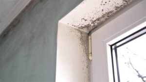 Mold Remediation Services in Lake Forest2