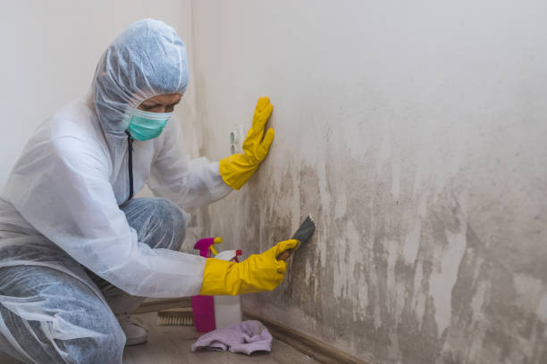 Mold Remediation Services in Lake Forest