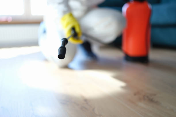 Mold Remediation Services in Ladera Ranch