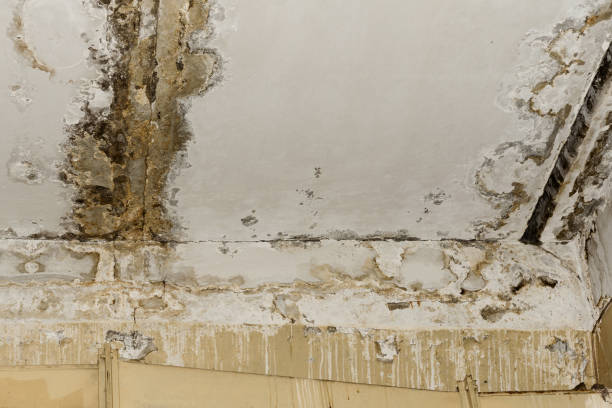 Mold Remediation Services In Huntington Beach