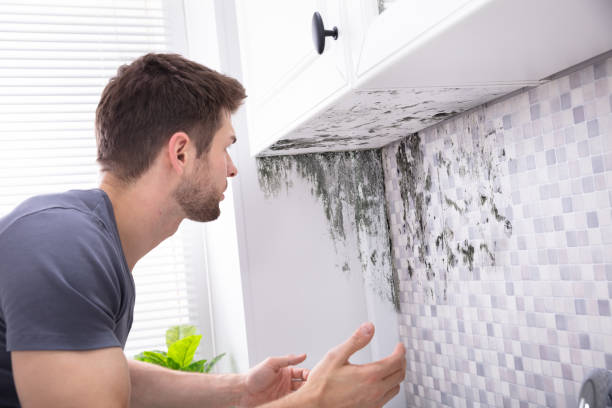 Mold Remediation Services In Buena Park